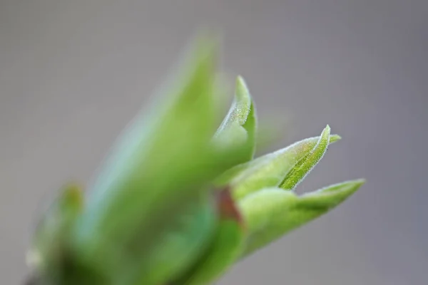 First Leafes Kidneys Spring Inbright Sunlight — Stock Photo, Image