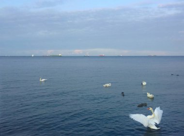 Gdynia, Polonya Deniz Kuğu