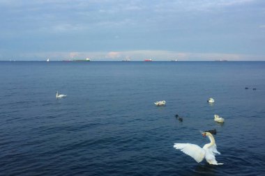 Gdynia, Polonya Deniz Kuğu