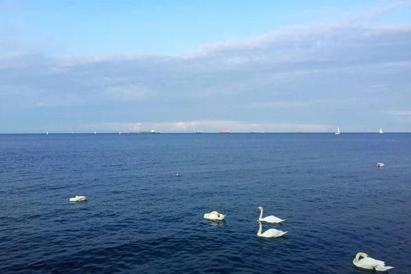 Cygne Dans Mer Gdynia Pologne — Photo