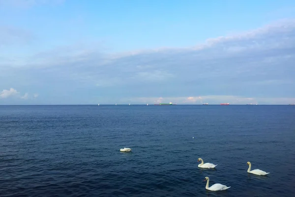 Gdynia Polonya Deniz Kuğu — Stok fotoğraf
