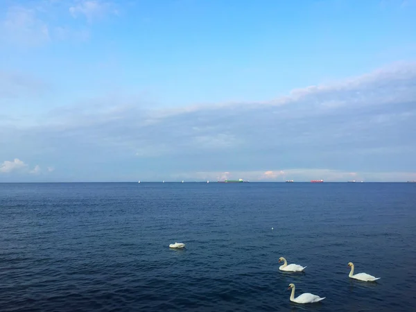 Swan Sea Gdynia Poland — Stock Photo, Image