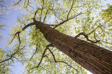 parkta büyük ağaç, yaz sezonu