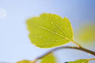 İlkbaharda taze yeşil yaprak