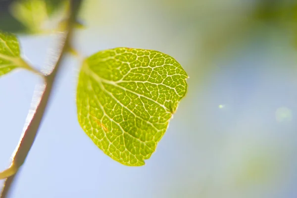 Feuille Verte Fraîche Printemps — Photo