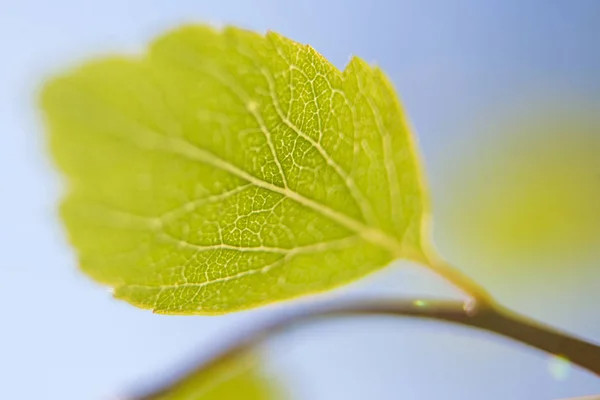 Feuille Verte Fraîche Printemps — Photo