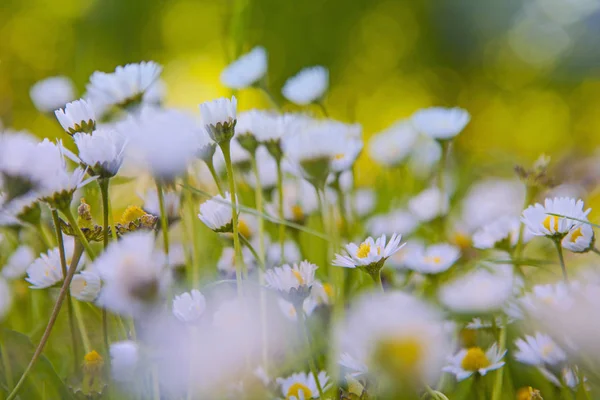 Piccole Camomille Alla Luce Del Sole Primavera — Foto Stock