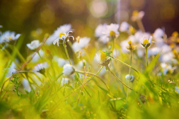 Pequenas Camomilas Luz Sol Primavera — Fotografia de Stock