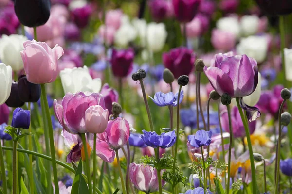 Bunte Tulpen im Park. — Stockfoto