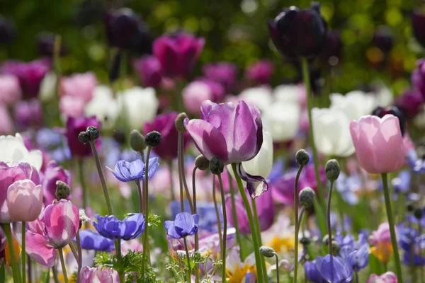 Tulipes colorées dans le parc. — Photo