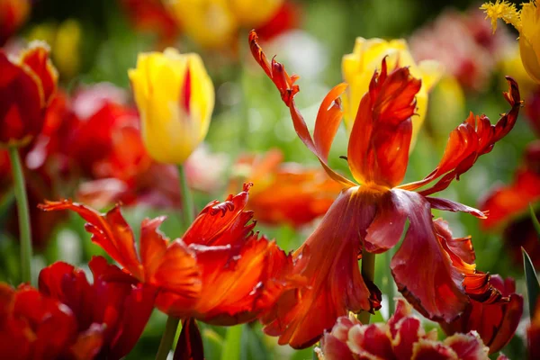 Kırmızı lale Çiçek Bahçe, açık park — Stok fotoğraf