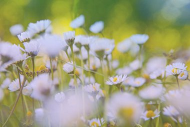 Bahar güneş ışığı altında küçük camomiles