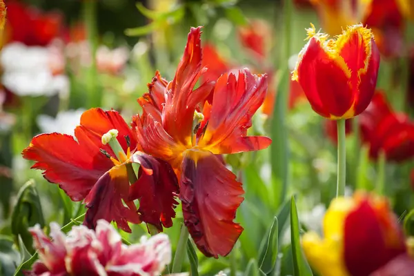 Kleurrijke tulpen in het park. — Stockfoto