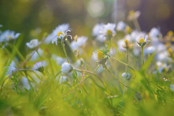 Piccole Camomille Alla Luce Del Sole Primavera — Foto Stock