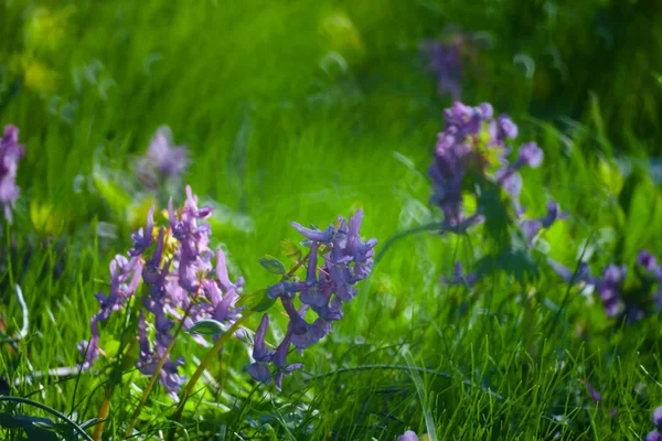 Fleurs violettes Herbe verte d'été prairie Gros plan avec lumineux S — Photo