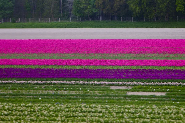 Campo di tulipani preso in Olanda — Foto Stock