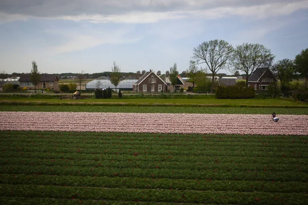 Tulpan område tas i Holland — Stockfoto