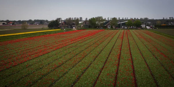 Tulpan område tas i Holland — Stockfoto