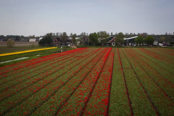 Тюльпан полі прийняті в Голландії — стокове фото
