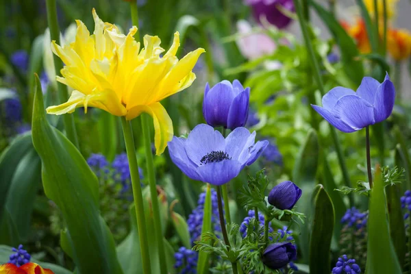 Tulipas coloridas no parque. — Fotografia de Stock