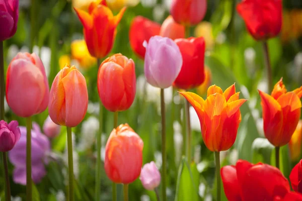 Colorful tulips in the park. — Stock Photo, Image