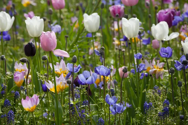 Wilde bloemen op de weide bloeiende lente tijde — Stockfoto