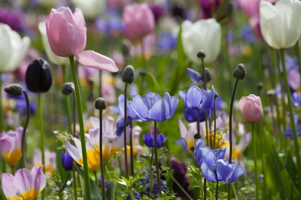 Floraison de fleurs sauvages sur la prairie au printemps — Photo