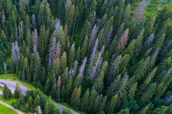 Florestas Prados Colinas Das Montanhas Dos Cárpatos Tomadas Com Drone — Fotografia de Stock