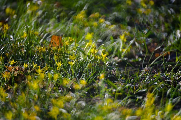 黄色的花，在绿色夏季草草甸特写与光明 — 图库照片