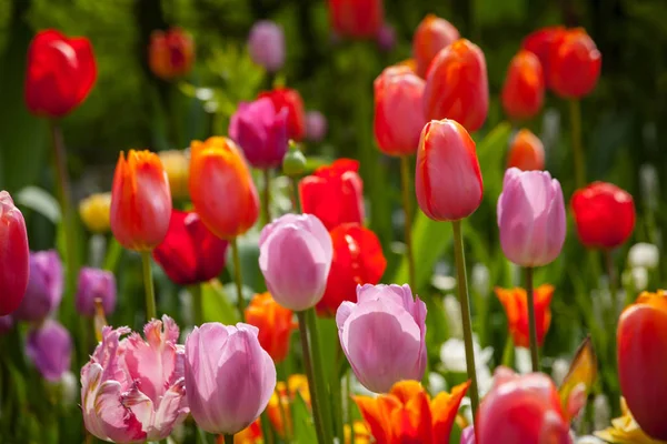 Bunte Tulpen im Park. — Stockfoto