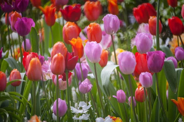 Colorful tulips in the park. — Stock Photo, Image