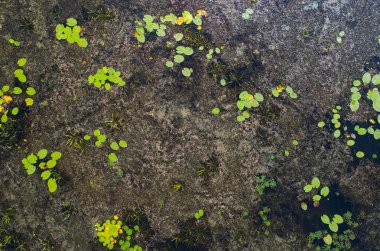 Kiev, Ukrayna yakınlarındaki nehrin üst görünümü-drone ile çekilen