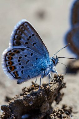 İki Avrupa Ortak Mavi kelebekler (Polyommatus icarus)