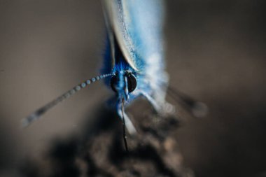 Karner mavi kelebek (Polyommatus icarus) makro. 