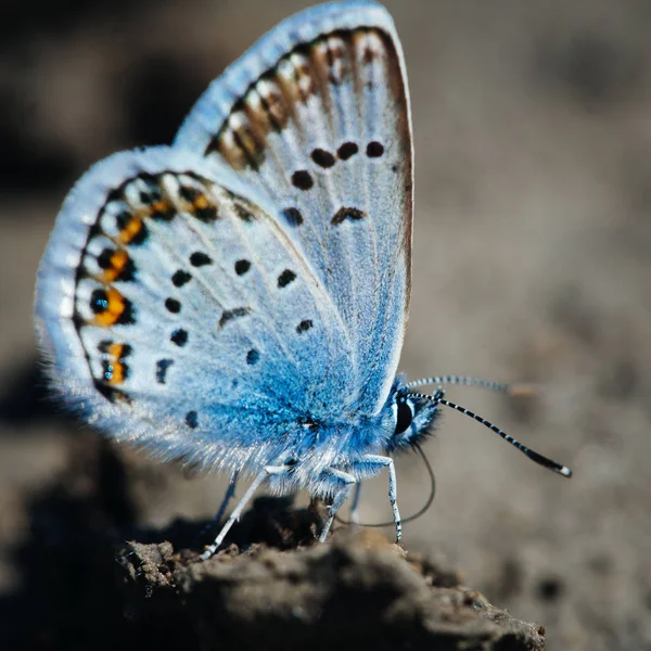 Evropský Společný Modrý Motýl Polyommatus Ikarus — Stock fotografie