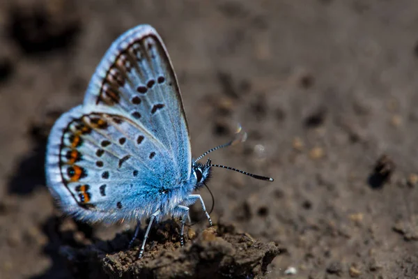 Borboleta Azul Comum Europeia Polyommatus Icarus — Fotografia de Stock