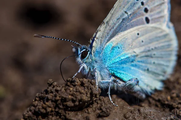 Farfalla Blu Comune Europea Polyommatus Icarus — Foto Stock