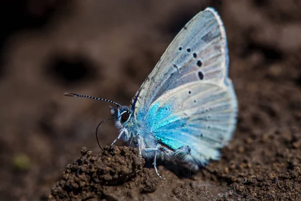 Evropský Společný Modrý Motýl Polyommatus Ikarus — Stock fotografie