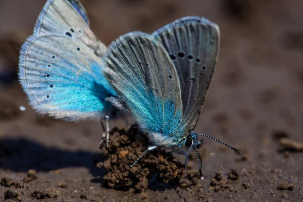 Avrupa Ortak Mavi Kelebekler Polyommatus Icarus — Stok fotoğraf