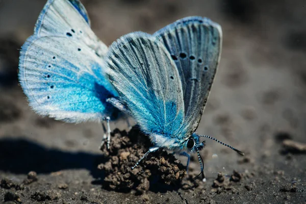 Avrupa Ortak Mavi Kelebekler Polyommatus Icarus — Stok fotoğraf