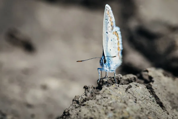 Поширений Синій Метелик Pololyommatus Icarus — стокове фото