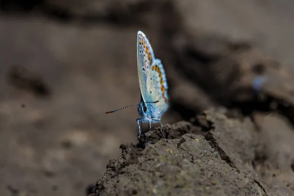 Mariposa Azul Común Polyommatus Icarus —  Fotos de Stock