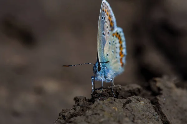 Gemeiner Blauer Schmetterling Polyommatus Icarus — Stockfoto