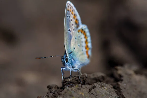 Borboleta Azul Comum Polyommatus Icarus — Fotografia de Stock