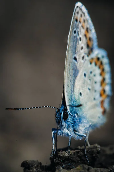 Mariposa Azul Común Polyommatus Icarus — Foto de Stock