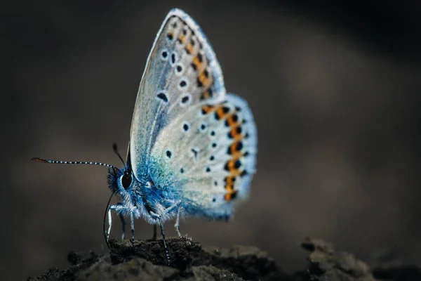 Borboleta Azul Comum Polyommatus Icarus — Fotografia de Stock