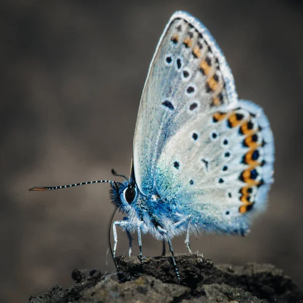Farfalla Blu Comune Polyommatus Icarus — Foto Stock