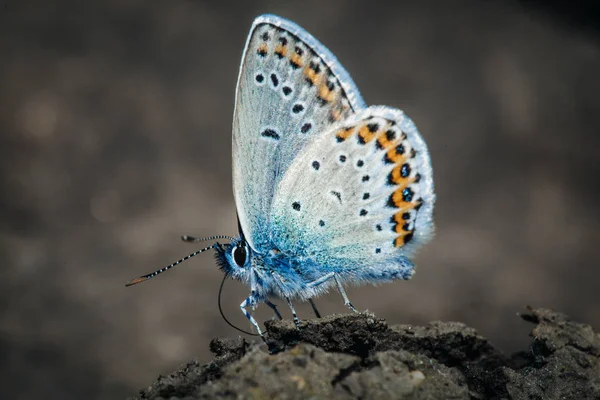 共通の青い蝶 Polyommatus Icarus — ストック写真