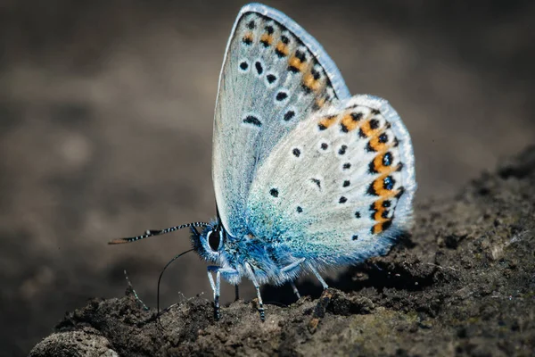 Borboleta Azul Comum Polyommatus Icarus — Fotografia de Stock