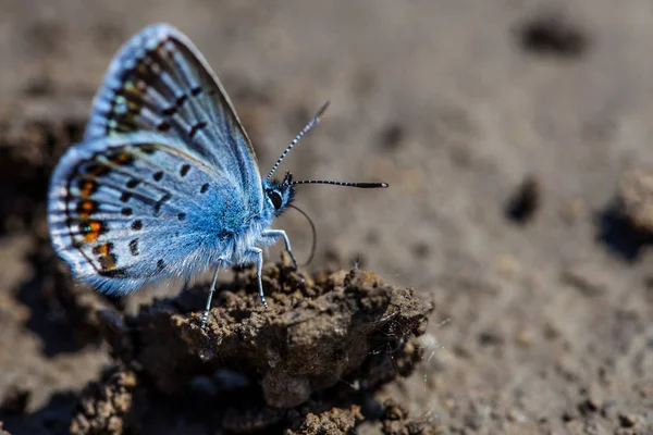 Gemeiner Blauer Schmetterling Polyommatus Icarus — Stockfoto